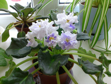 ������� �����