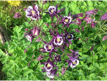 ��������� �����