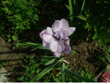 �������� ���� +)(���.)