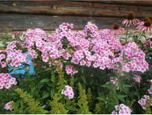 ����� �����-������� � ������ ����������