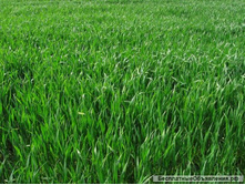 ���������� ����� ������ �������� 0,5�� (16��) ��� 00097416  103,74 ���.