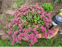 ������ ������