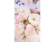 ����� ����������� ����� - M-8-12