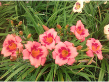 ���������� �����