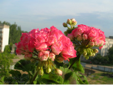 Fishers Appleblossom
