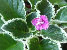 ����� ����