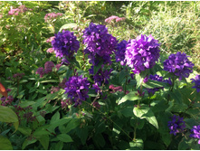 �����������  ���������