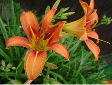 �������� ���������