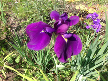 ���� ��������� ����������