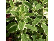 ���� ���������+