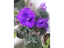 IMG 20161218 231810.jpg