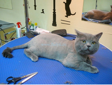 F20121003112009-strizhka britantsa linika podstrichi salon dlja koshek kota-600x450.jpg