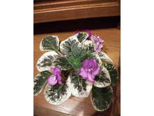 IMG 20161115 230133.jpg