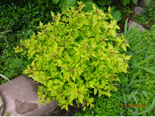 DSC01447.JPG