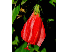 ������������ ����������� ( Malvaviscus variegatum) - �������� ....