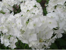 ����� ����������� ����� �������