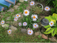 ������� �����-����������