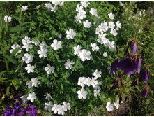 ������ �������������� ������