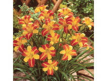 �������� ����� ����