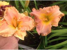 �������� ����� �����