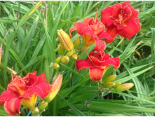 ������� ����