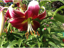 ������ ����