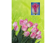 ������� ����������� ������� ���� ����� ������ 40-45 ��