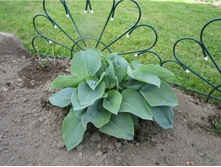 ����� ��� �����