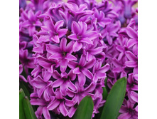 ������� ����� ����  ��������� 80�