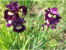 ���� ��������� ������ ����