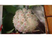 ���� Acuta var