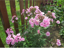 ����� �����-����� �������