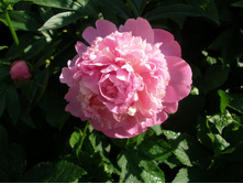 ������� (������ ����)*)