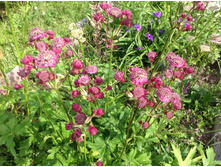 ��������� ���� ����