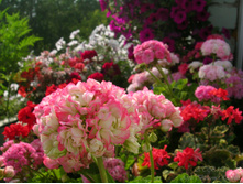 Apple Blossom Rosebud