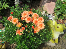 ���������� ����������� Branbeach Orange