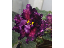 ��-������� ���� (�. �������)