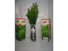 ������ ������� 230.00 ���.