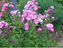 ������ ���*