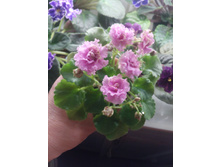 IMG 20161218 215806.jpg