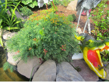 ������� �����������