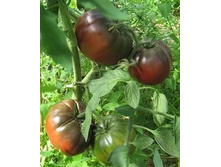 ����� ���������� 7,5 ���. ������� 20 ��.