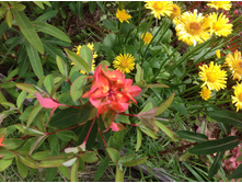 ������� �������� (Fireglow).