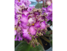 Lyon's Pirate's Treasure