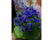 Grape Glory (P.Sorano/LLG)