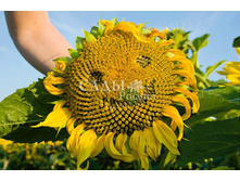 ������������ ������ F1 18,00.jpg