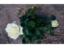 152635024-img 20160710 100022.jpg