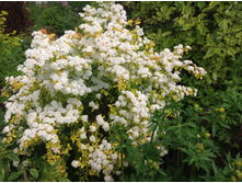 ������ �������� ���� ������