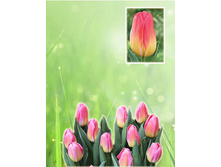 ��� ����