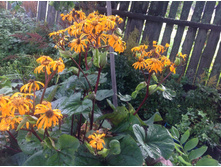 ��������� �������� ���������